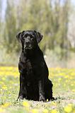 LABRADOR 1002